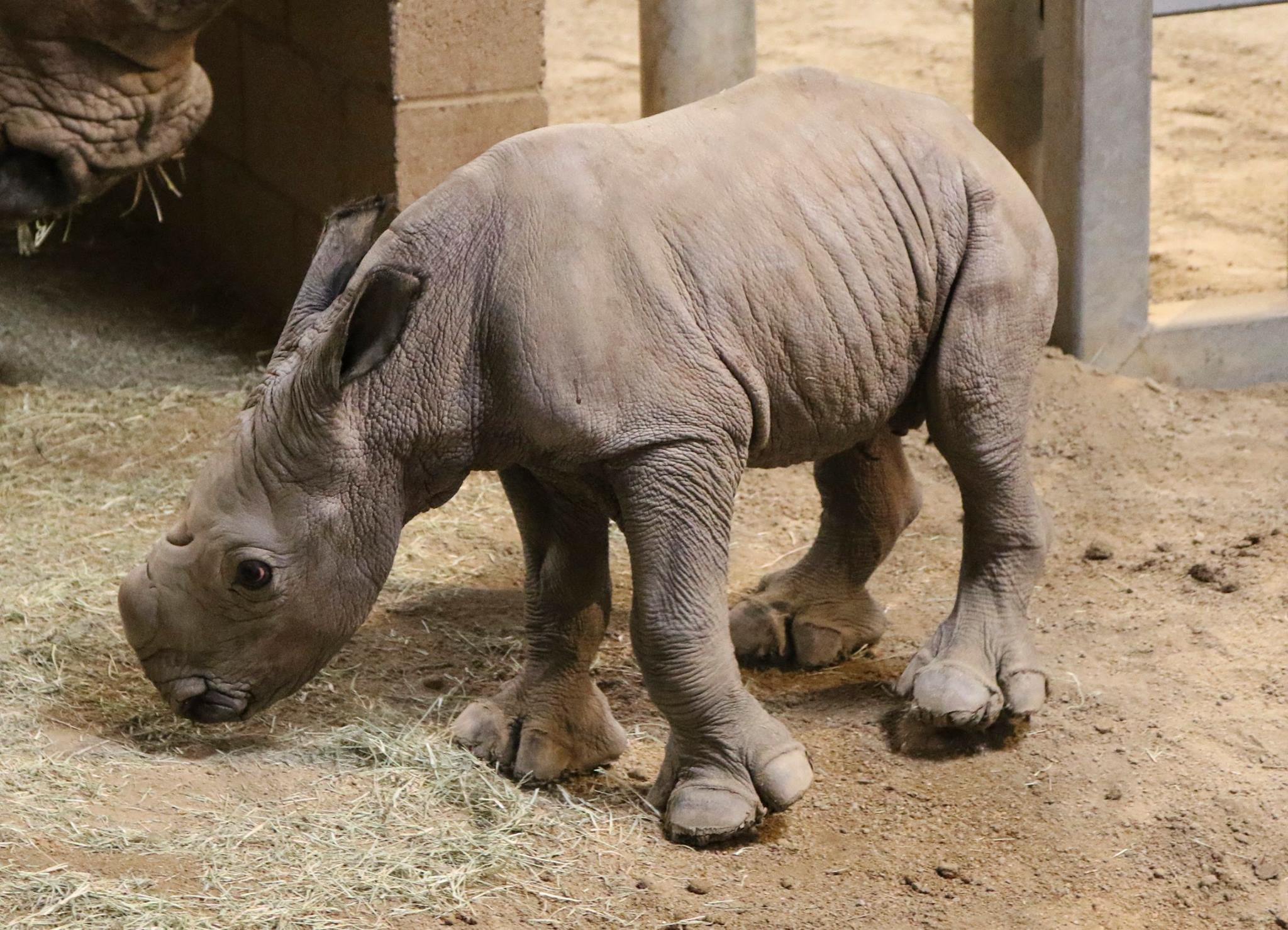 E&#39; maschio il piccolo rinoceronte bianco nato in California | Italiaambiente